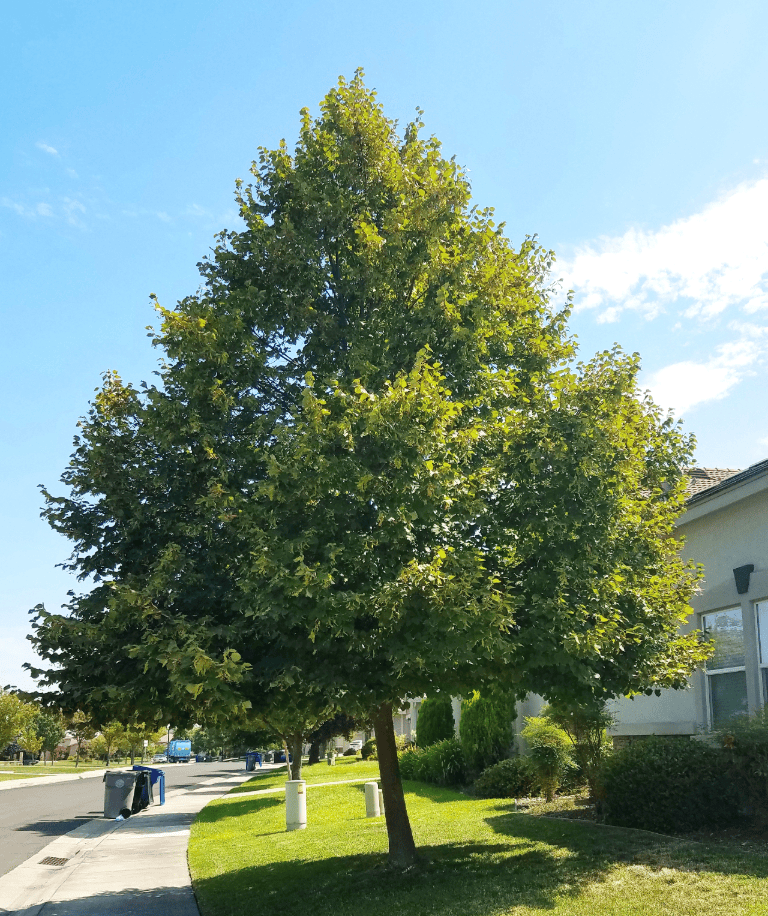 Learning about our street trees: the Littleleaf Linden